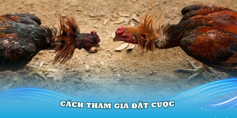 Hướng dẫn cách tham gia đặt cược đá gà trực tiếp casino