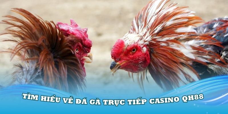 Tìm hiểu về đá gà trực tiếp casino QH88