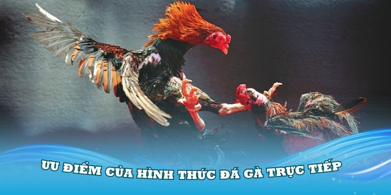 Đánh giá những ưu điểm của hình thức đá gà trực tiếp casino QH88